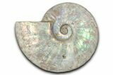 Silver Iridescent Ammonite (Cleoniceras) Fossil - Madagascar #345598-1